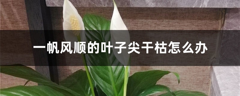 一帆风顺的叶子尖干枯怎么办 一帆风顺的叶子尖干枯怎么办