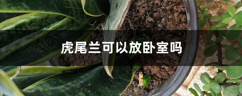 虎尾兰可以放卧室吗 虎尾兰可以放卧室吗