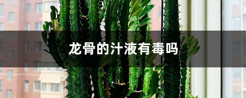 龙骨的汁液有毒吗 龙骨的汁液有毒吗