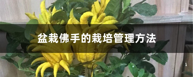 盆栽佛手的栽培管理方法 盆栽佛手的栽培管理方法