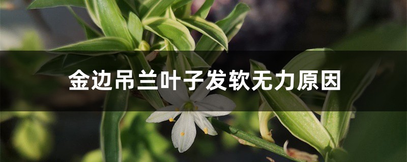 金边吊兰叶子发软无力原因 金边吊兰叶子发软无力原因