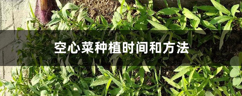 空心菜种植时间和方法 空心菜种植时间和方法