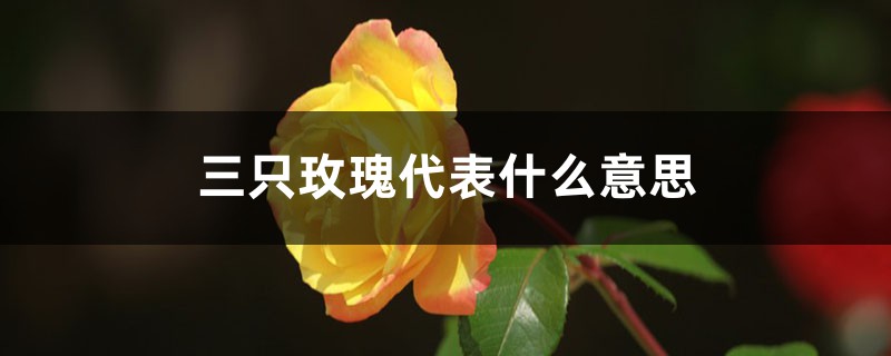 三只玫瑰代表什么意思 三只玫瑰代表什么意思