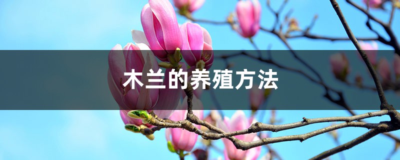 木兰的养殖方法和注意事项大全 木兰的养殖方法和注意事项大全