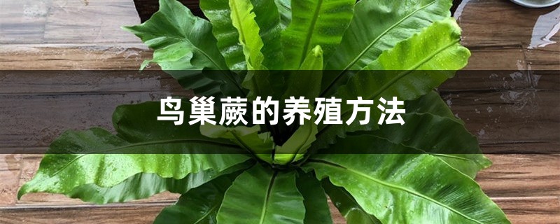 鸟巢蕨的养殖方法和注意事项大全 鸟巢蕨的养殖方法和注意事项大全
