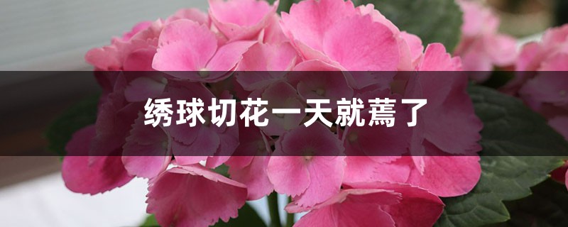 绣球切花一天就蔫了怎么办 绣球切花一天就蔫了怎么办