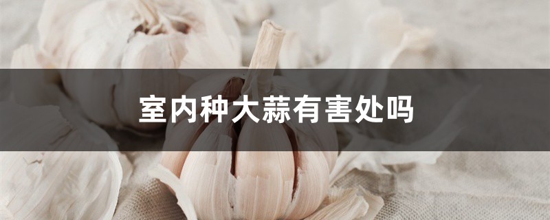 室内种大蒜有害处吗 室内种大蒜有害处吗
