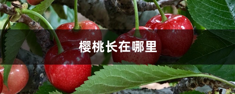 樱桃长在哪里 樱桃长在哪里