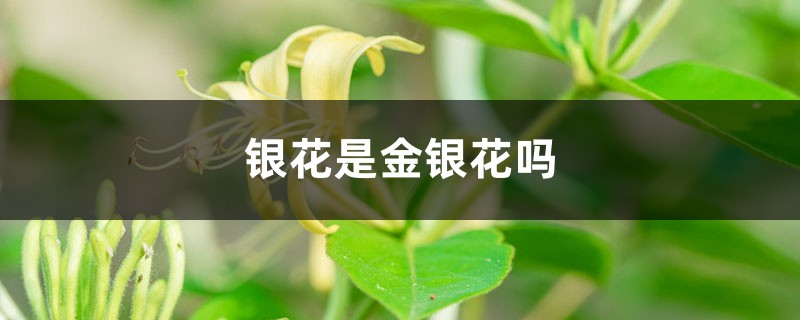 银花是金银花吗 银花是金银花吗