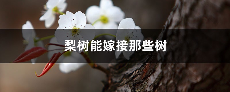 梨树可以嫁接什么树,苹果和桃树可以吗 梨树可以嫁接什么树,苹果和桃树可以吗