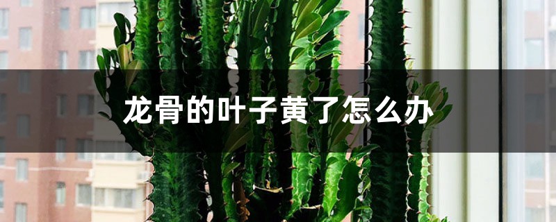 龙骨叶子黄、掉叶是什么原因 龙骨叶子黄、掉叶是什么原因