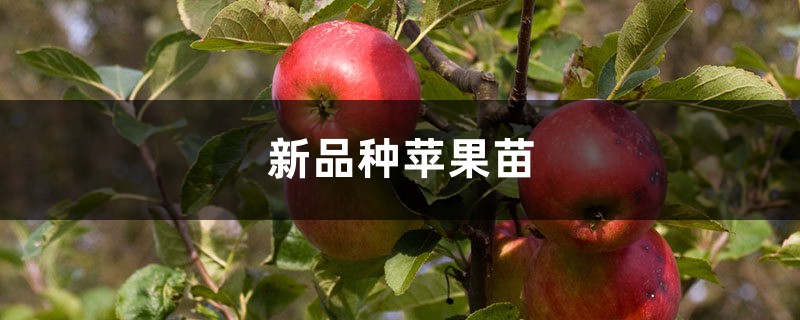 新品种苹果苗介绍 新品种苹果苗介绍