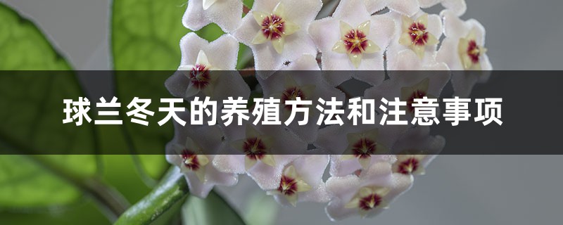 球兰怎么养(四季养护),快速开花的小窍门 球兰怎么养(四季养护),快速开花的小窍门