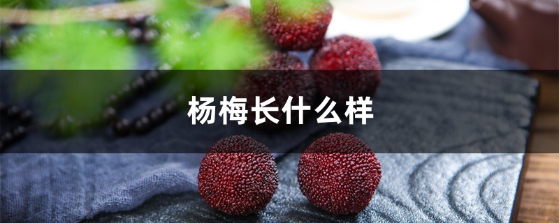 杨梅长什么样 杨梅长什么样