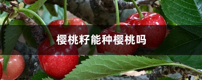 樱桃籽能种樱桃吗 樱桃籽能种樱桃吗