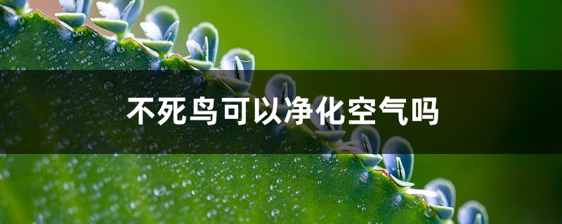 不死鸟可以净化空气吗 不死鸟可以净化空气吗