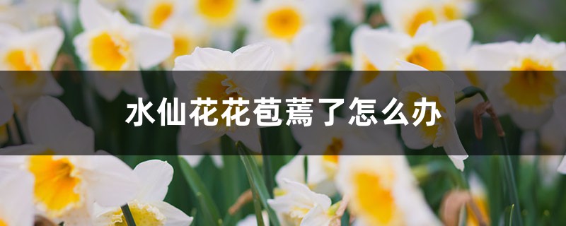 水仙花花苞蔫了怎么办 水仙花花苞蔫了怎么办