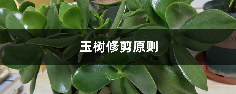 玉树修剪原则 玉树修剪原则