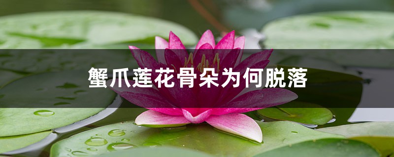 蟹爪莲花骨朵为何脱落 蟹爪莲花骨朵为何脱落