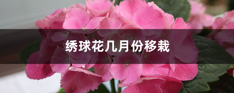 绣球花几月份移栽 绣球花几月份移栽
