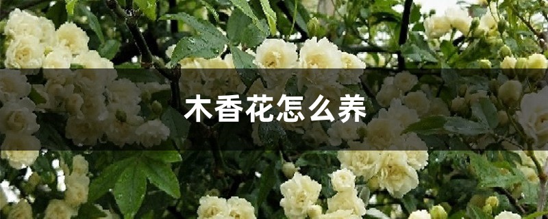 木香花怎么养 木香花怎么养
