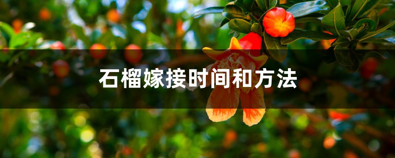 石榴嫁接的时间和方法 石榴嫁接的时间和方法