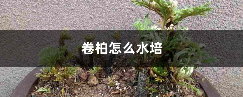 卷柏怎么水培 卷柏怎么水培