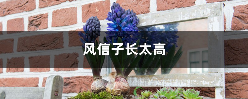 风信子长太高什么原因 风信子长太高什么原因