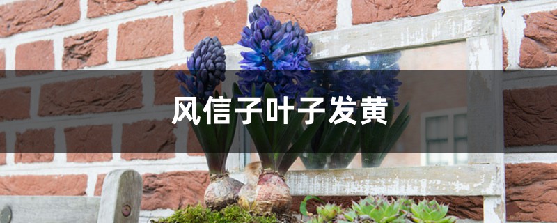 风信子叶子为什么会发黄 风信子叶子为什么会发黄