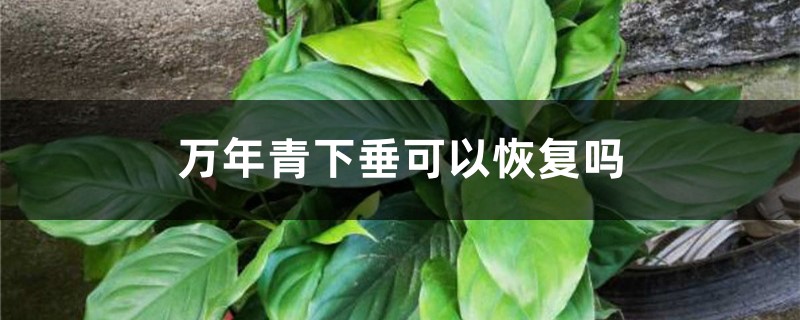 万年青下垂可以恢复吗 万年青下垂可以恢复吗
