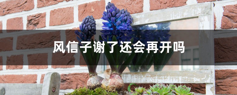 风信子谢了还会再开吗 风信子谢了还会再开吗