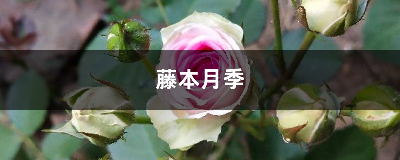 藤本月季如何养护 藤本月季如何养护