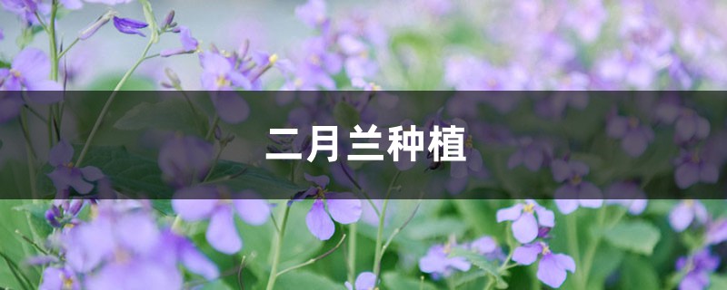 二月兰种植 二月兰种植