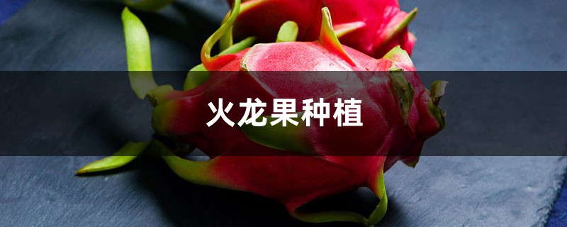 火龙果种植 火龙果种植