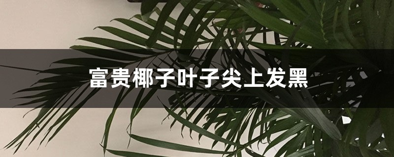 富贵椰子叶子尖上发黑什么原因 富贵椰子叶子尖上发黑什么原因