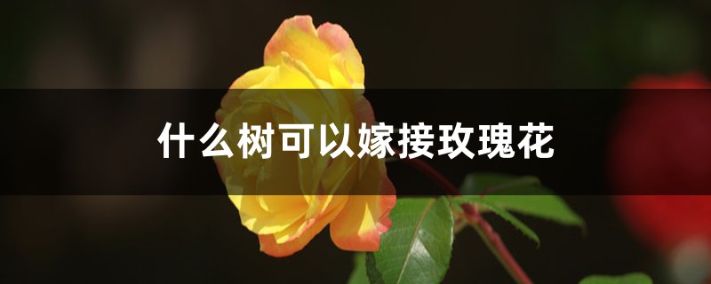 玫瑰花可以嫁接什么树,该怎么嫁接? 玫瑰花可以嫁接什么树,该怎么嫁接?