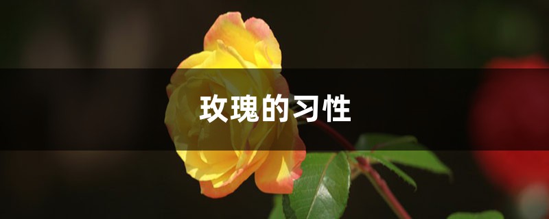 玫瑰的习性 玫瑰的习性