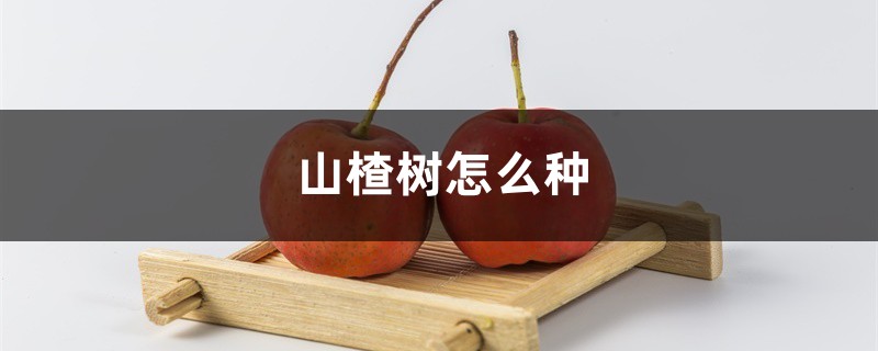 山楂树怎么种 山楂树怎么种