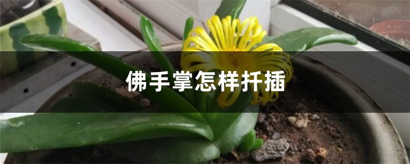 佛手掌怎样扦插 佛手掌怎样扦插