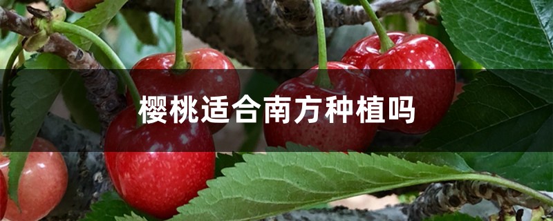 樱桃适合南方种植吗 樱桃适合南方种植吗