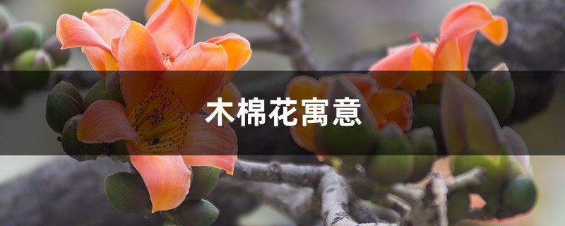 木棉花寓意 木棉花寓意