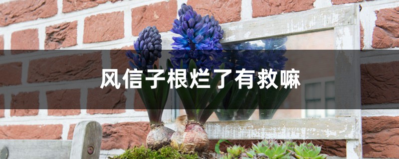 风信子根烂了有救嘛 风信子根烂了有救嘛