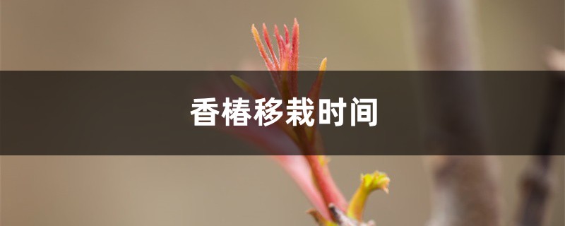 香椿移栽时间 香椿移栽时间