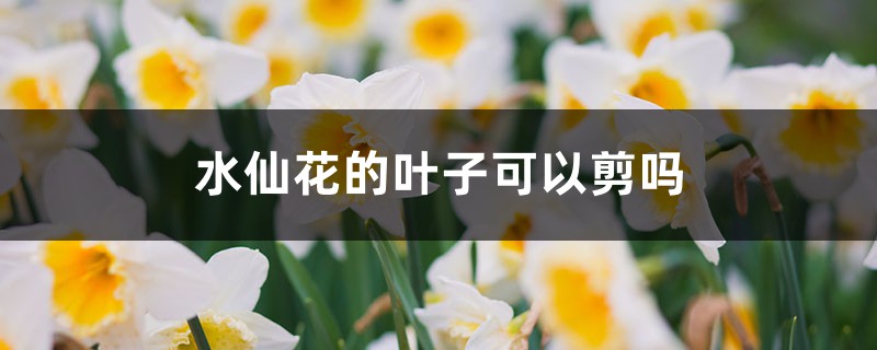 水仙花的叶子可以剪吗 水仙花的叶子可以剪吗
