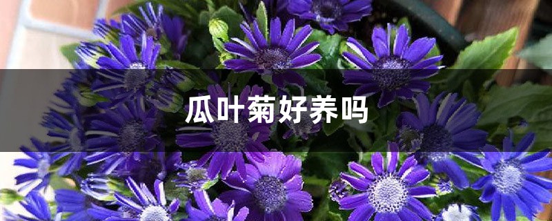 瓜叶菊好养吗,该怎么养? 瓜叶菊好养吗,该怎么养?