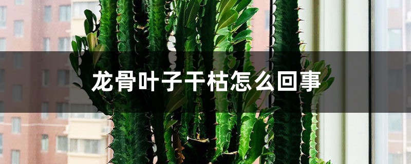 龙骨叶子干枯怎么回事 龙骨叶子干枯怎么回事