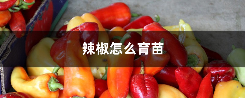 辣椒怎么育苗 辣椒怎么育苗