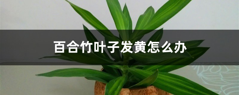 百合竹叶子发黄怎么解决 百合竹叶子发黄怎么解决