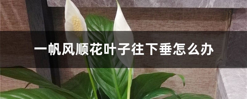 一帆风顺花叶子往下垂怎么办 一帆风顺花叶子往下垂怎么办