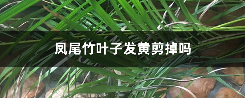 凤尾竹叶子发黄剪掉吗 凤尾竹叶子发黄剪掉吗